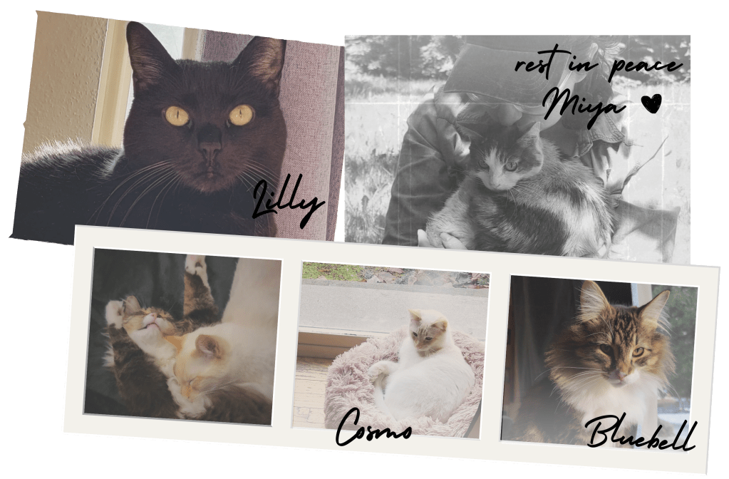 A collage of polaroid photos of Bren's cats. A black cat named Lilly, a flame point siamese named Cosmo, a longhair tabby named Bluebell, and a black and white photo of Bren holding a calico cat with the note "rest in peace Miya"